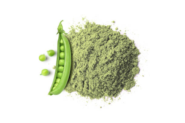 Raw Organic Pea Protein Powder Raw Organic Pea Protein Powder