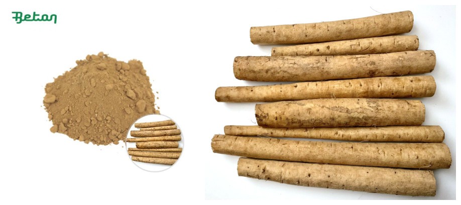 organic-burdock-powder