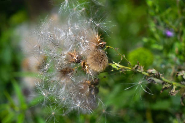 Organic Dandelion Organic Dandelion