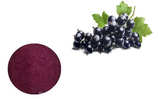 freeze dried blackcurrant powder