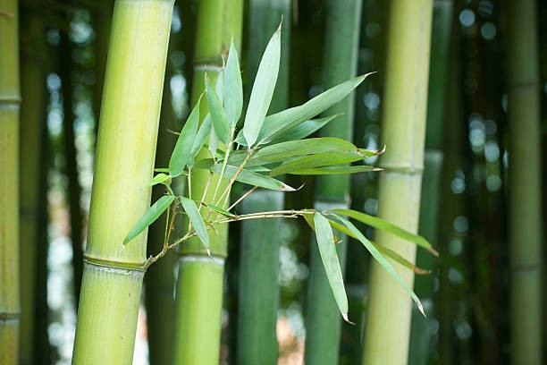 Bamboo Bamboo