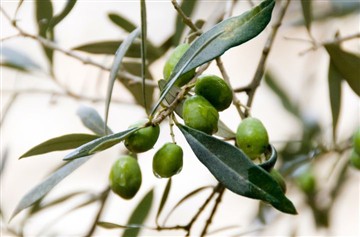 На 10 февруари 200 кг хидрокситирозол бяха изпратени до Ирландия.