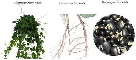 mucuna pruriens extract.jpg