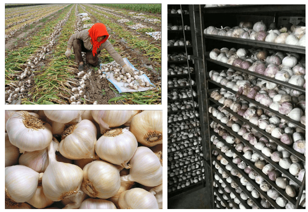 aged garlic extract aged garlic extract